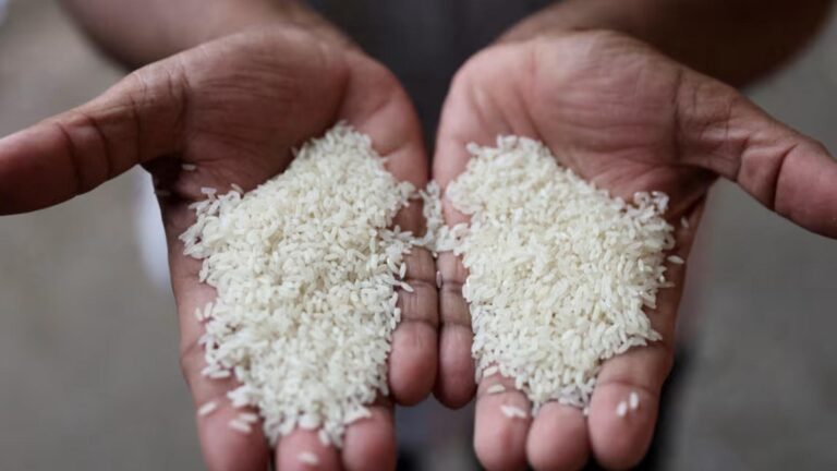 India's Basmati Rice Growers Face Export Challenges Picture