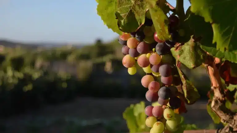 High-Tech Vineyards: Using Satellites and AI to Perfect Grape Growing (from agriculture)