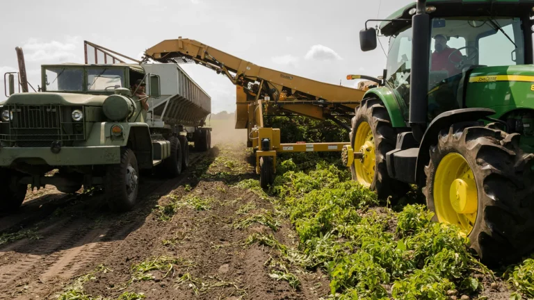 Large-scale agricultural machinery harvesting crops with tractor and truck.
