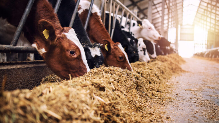 How to Start a Livestock Feed Production Business in Botswana (from start-a-business)