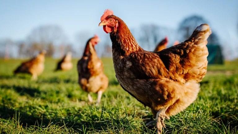 How to Start a Poultry Business in Botswana (from start-a-business)