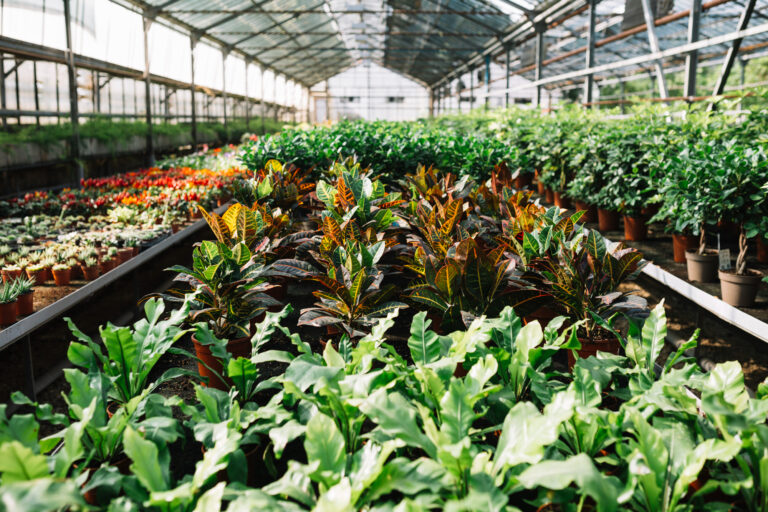 How to Start a Horticulture Business in Botswana (from start-a-business)