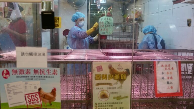 Hong Kong Poultry Stall Suspended After H9 Bird Flu Trace, Triggering Biosecurity Measures (from news)