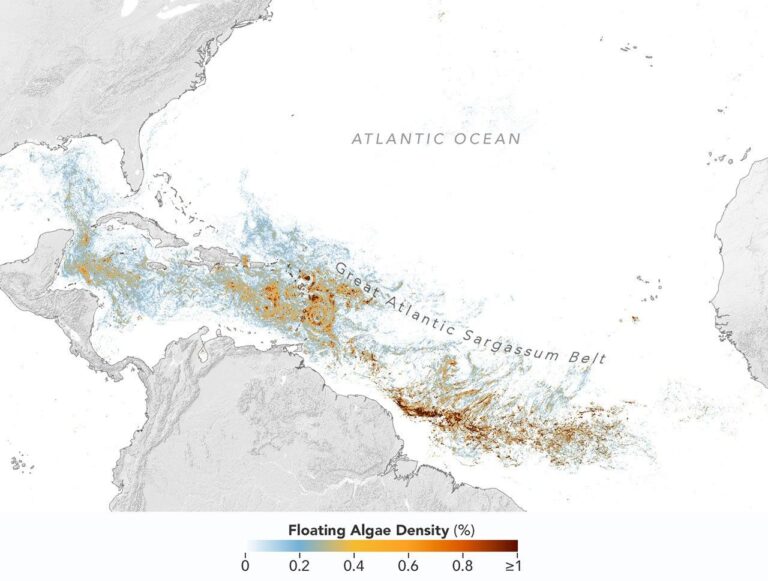 NASA Satellite Data Track Atlantic Sargassum Belt Threatening Maritime Logistics (from news)